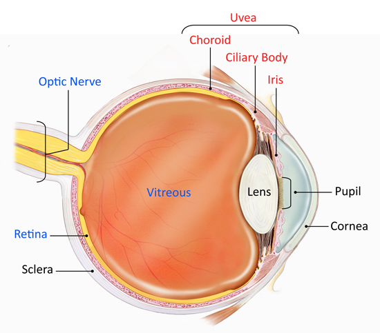 Eye Diagram Showing the Uvea via nei.nih.gov