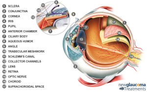 Parts of the Eye Glaucoma